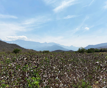 organic pima cotton